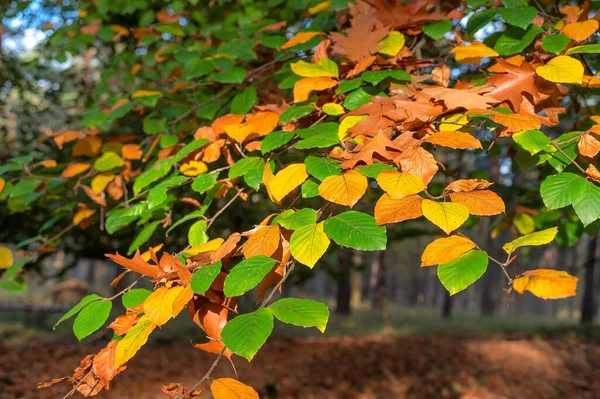 Bahçedeki Aynı Ağaçtaki Renkli Yaprakların Güzel Manzarası Sonbahar Duvar Kağıdı — Stok fotoğraf