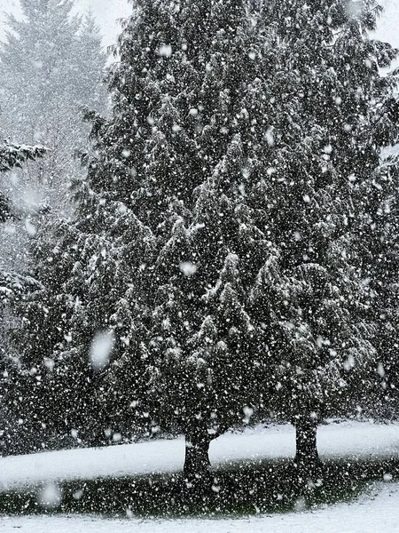 木の上の大雪の垂直ショット — ストック写真