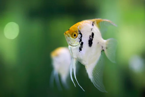 Sebuah Gambar Close Seup Dari Angelfishes Umum Dengan Latar Belakang — Stok Foto