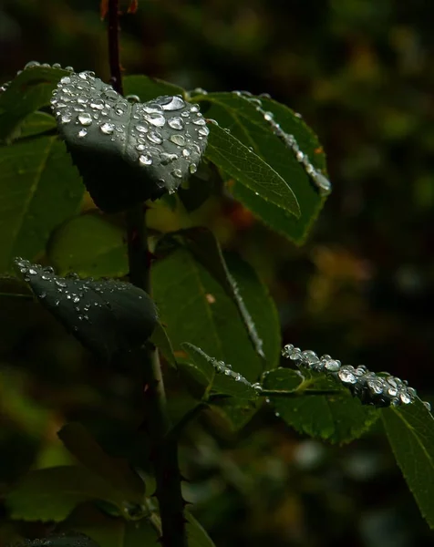 Eine Vertikale Aufnahme Dunkelgrüner Blätter Mit Wassertropfen Darauf Auf Verschwommenem — Stockfoto