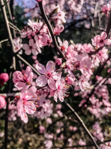 Une Belle Vue Sur Fleur Cerisier Parfait Pour Printemps Thème — Photo