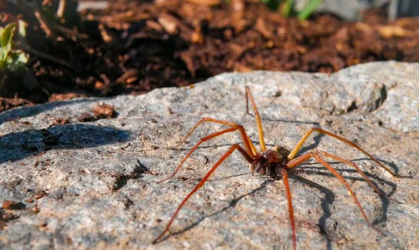 一只长腿蜘蛛在岩石上的特写镜头 — 图库照片