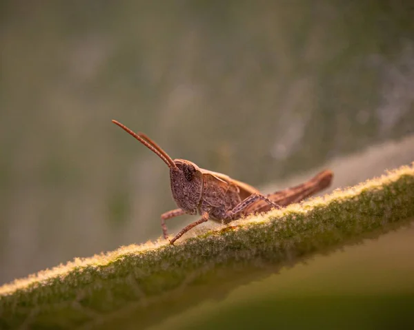 Closeup Grasshopper Plant Field Sunlight — Stock Photo, Image