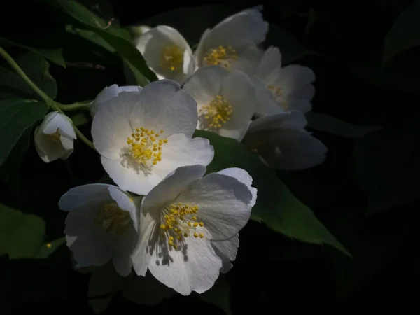 Closeup Rosehip Flower Bush — Stock Photo, Image