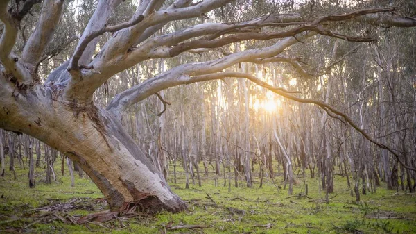 Unieke Australische Struikgewas Scene Met Schuine Eucalyptus Boom Diffuus Licht — Stockfoto