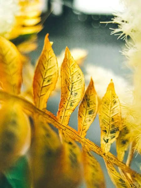 Close Folhas Amarelas Fundo Embaçado Suave — Fotografia de Stock