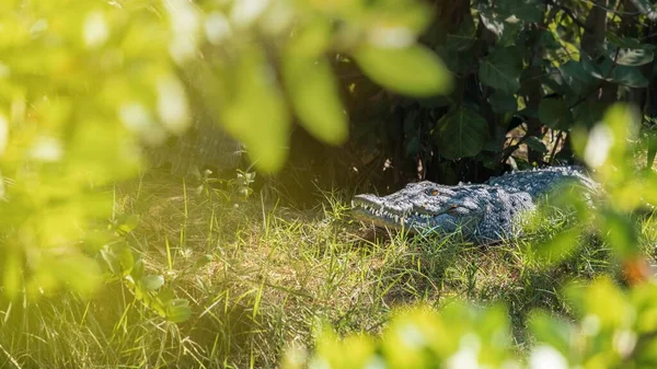 Crocodile Peigné Crocodylus Porosus Reposant Sous Les Arbres Par Une — Photo