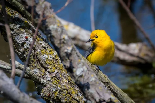 木の枝に垂れている黄色のProthonotaryウグイスの鳥のクローズアップショット — ストック写真