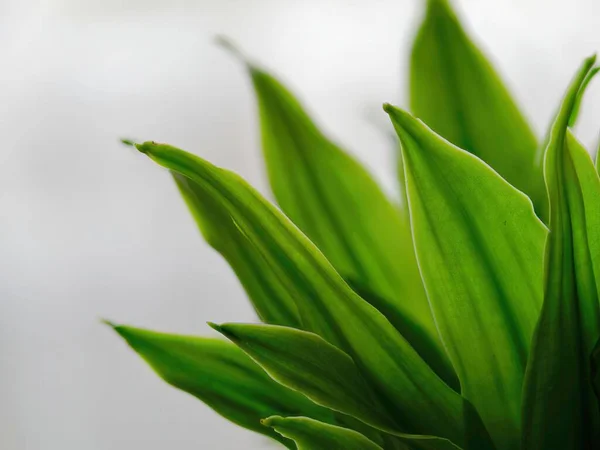 Closeup Growing Dracaena Fragrans Plant — Stock Photo, Image