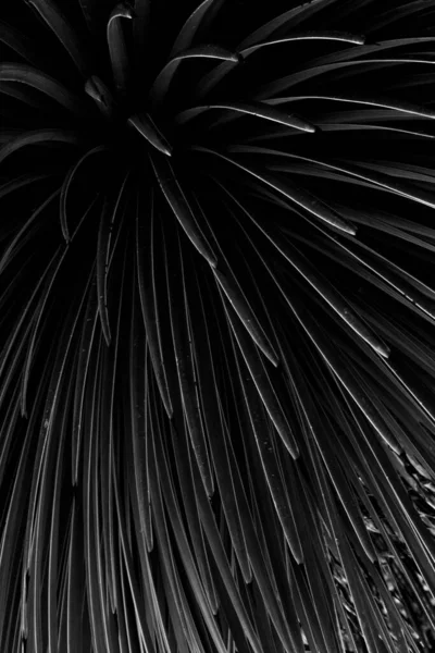 Uzun Yaprak Bitkisinin Siyah Arkaplandaki Monokrom Çekiminin Dikey Görüntüsü — Stok fotoğraf
