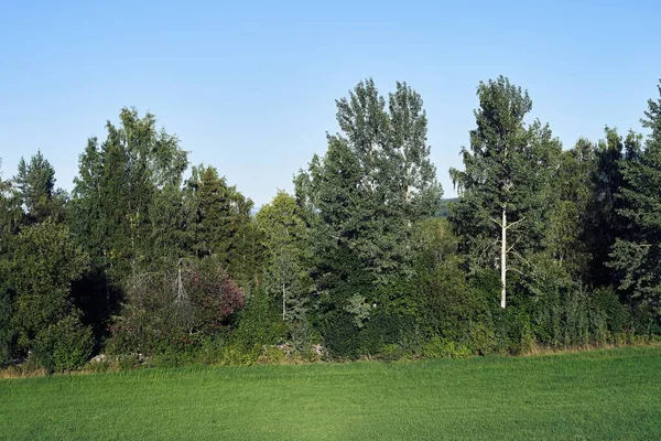Green Grass Landscape Dense Trees Fog Clear Blue Sky — Stock Photo, Image
