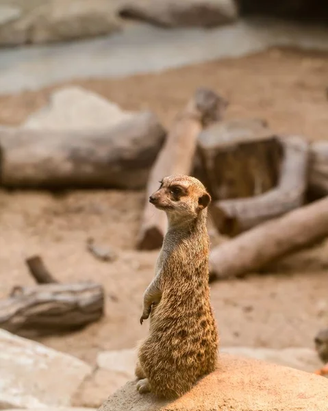 Una Splendida Vista Suricato Nello Zoo — Foto Stock