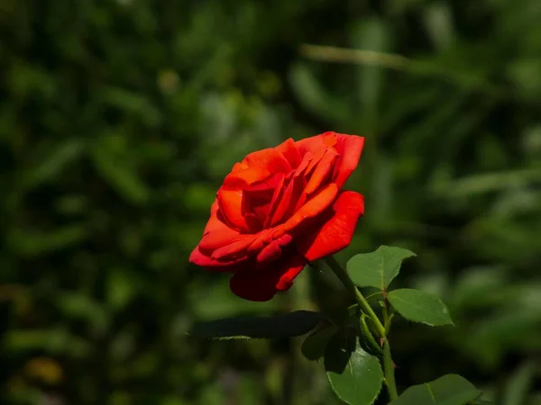Крупный План Красной Розы Зеленом Стебле Тенистом Саду Окружении Зеленой — стоковое фото