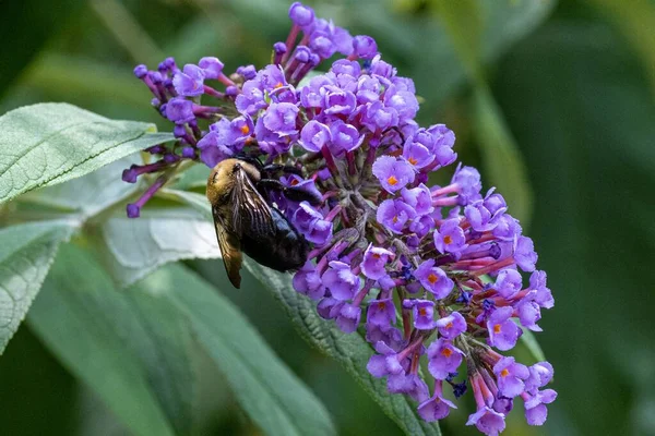 花から蜜を吸う蜂の密室 — ストック写真