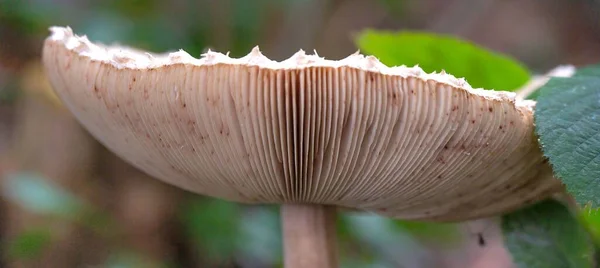 Primo Piano Panoramico Funghi Ombrelloni Marroni Nella Foresta — Foto Stock