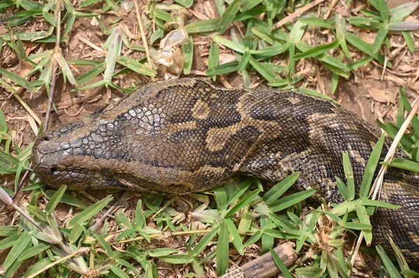 Primer Plano Una Python Rock Del África Meridional Kalimba Reptile — Foto de Stock