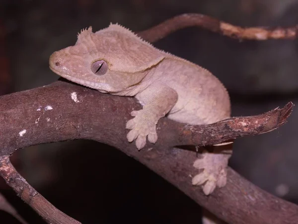 Gros Plan Sur Gecko Huppé Gecko Des Cils Rhacodactylus Ciliatus — Photo