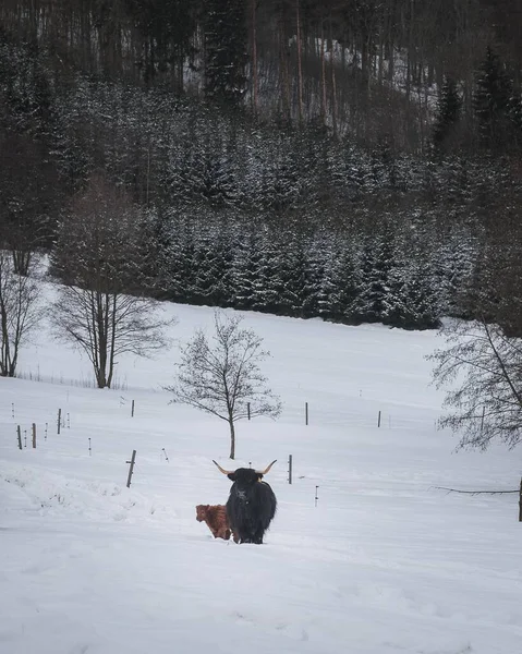 Vertical Shot Herd Highland Cattle Snow — Stock Photo, Image