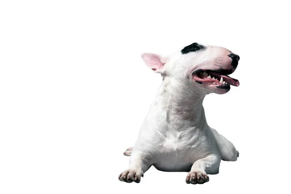 在白色摄影棚前的白色斗牛犬 — 图库照片