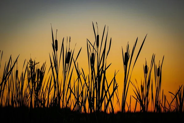 Närbild Cattails Silhuetter Solnedgång — Stockfoto