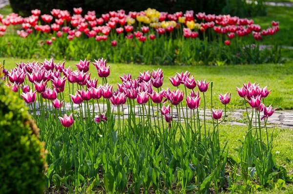 Eine Selektive Fokusaufnahme Von Schweizer Tulpenblüten Einem Botanischen Garten Mit — Stockfoto