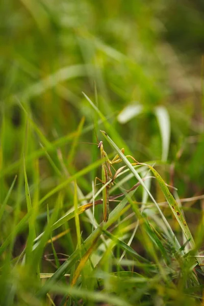 Schöne Nahaufnahme Einer Gottesanbeterin Gras — Stockfoto
