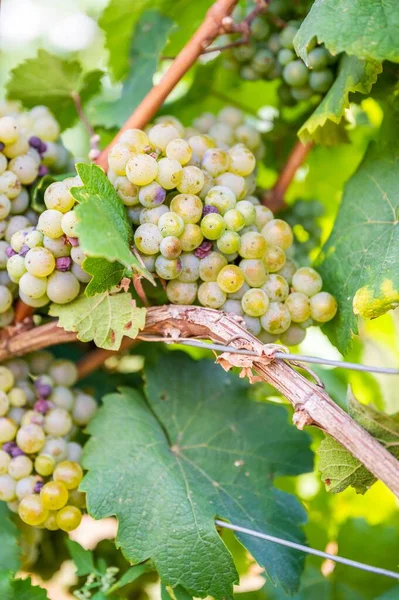 Vertical Shot Fresh Ripe Delicious Bunches Grapes Hanging Vine Vineyard — Stock Photo, Image