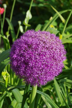 Yeşil bir alanda dev Allium (Allium giganteum) çiçeğinin seçici bir odağı