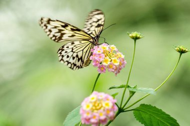 Lantana Camara 'nın narin çiçeğinin tepesinde büyük bir ağaç perisinin yakın plan fotoğrafı.