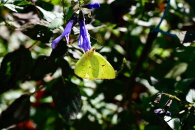 Mavi salvia bitkisinin üzerinde bulutsuz bir sülfür kelebeği..