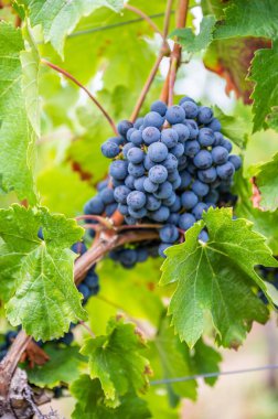 Üzüm bağındaki bitkiden sarkan bir demet mor üzümün dikey görüntüsü