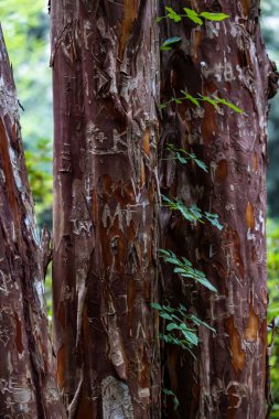 Üzerinde oyma harfler olan kahverengi ağaç gövdelerinin dikey çekimi.