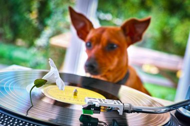 Arka planda Alman Pinscher köpeği olan bir plak çalar.