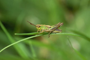 Bulanık arkaplanda dinlenen Avrupa ortak çekirgesi (Pseudochorthippus parallelus)