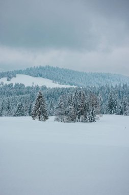 Karla kaplı donmuş ağaçların dikey görüntüsü bulutlu bir gökyüzünün altındaki beyaz dağlarda.