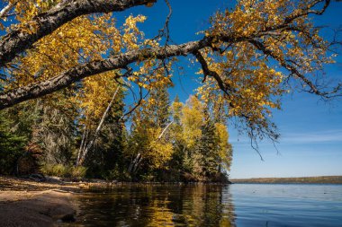 Prens Albert Ulusal Parkı, Saskatchewan 'daki gölün kıyısındaki gür sonbahar ağaçları.