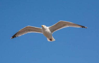 Güneşli bir günde mavi gökyüzüne doğru uçan ringa martısının (Larus argentatus) yakın çekimi