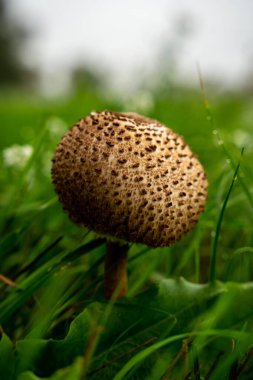 Yeşil yapraklar arasında büyüyen bir şemsiye mantarının dikey yakın görüntüsü