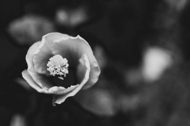 Çiçekler siyah beyaz fotoğraflandı.