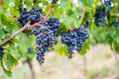 Üzüm bağındaki bitkiden sarkan mor üzümlerin yakın plan görüntüsü.
