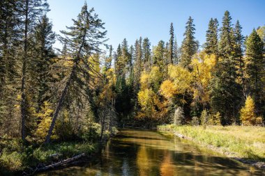 Prens Albert Ulusal Parkı, Saskatchewan 'daki gölün kıyısındaki gür sonbahar ağaçları.