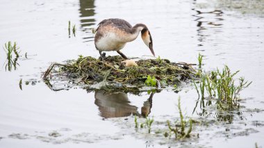 Göl kenarındaki muhteşem ibikli yaban ördeği manzarası.