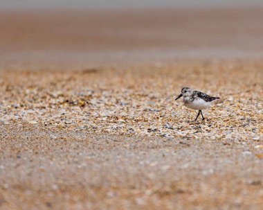 St. Augustine, Florida, ABD sahilindeki Ruddy turnstone kuşu.