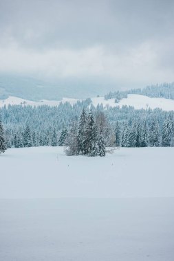 Karlı bir dağ yamacı, karlı bir orman ve arka planda bir dağ, sisli bir kış gününde.