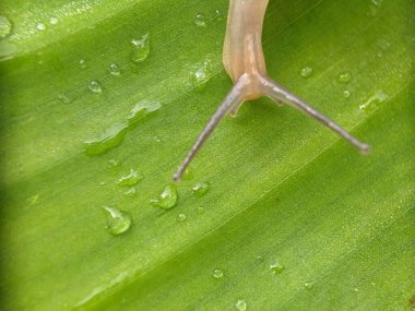 Yeşil yapraklı salyangozun yakın çekimi