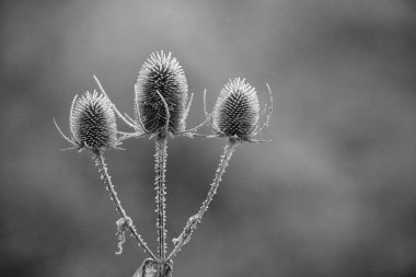 Bulanık arkaplanda tüysüz devedikeni yakın plan çekimi