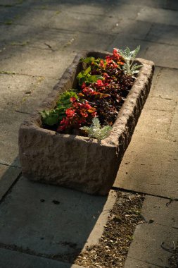 Kırmızı çiçekli eski beton saksı