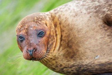 Kahverengi bir fokun yakın çekimi (Phoca vitulina)
