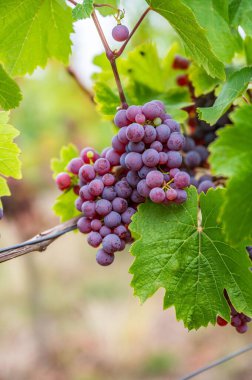 Üzüm bağındaki bitkiden sarkan mor üzümlerin dikey bir görüntüsü.