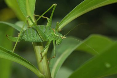 Bulanık arka planda yeşil benekli bir cırcır böceği (Leptophyes punctatissima) dinleniyor.